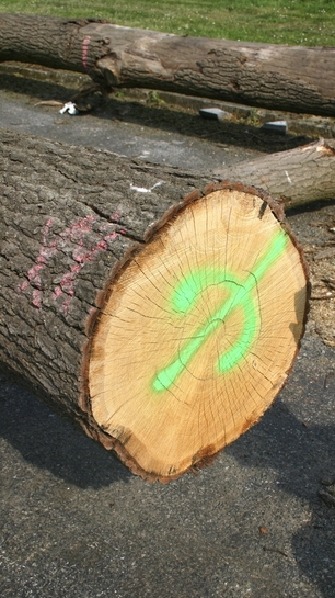 Ozna�evanje debl z razpr�ilcem SOPPEC